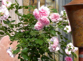 Rosen