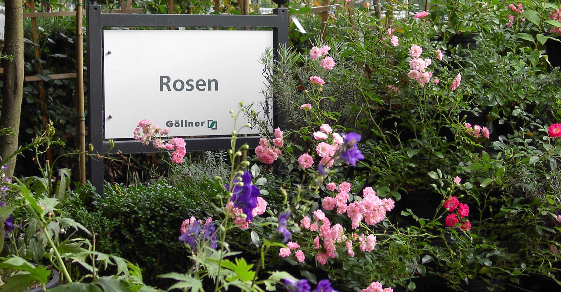 derrosengarten